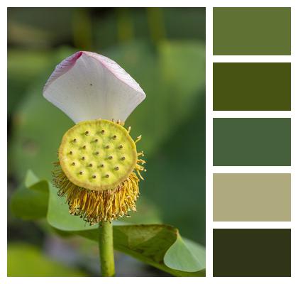 Plant Seed Pod Lotus Image